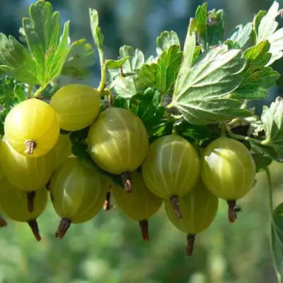 саженцы крыжовника юбилейного