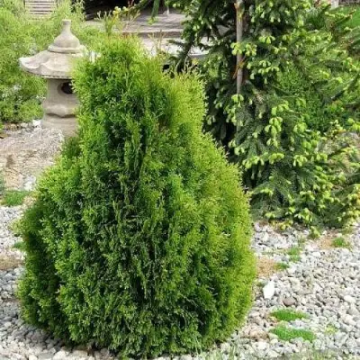 Туя МИКИ западная в Калинковичах