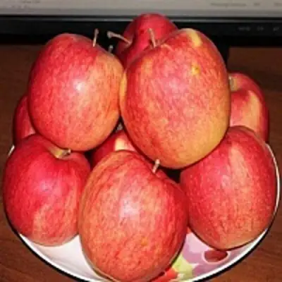 Яблоня ЛИГОЛ в Калинковичах