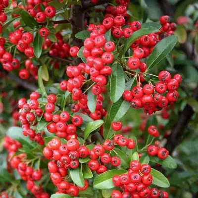 Пираканта РЕД КУИШОН в Калинковичах