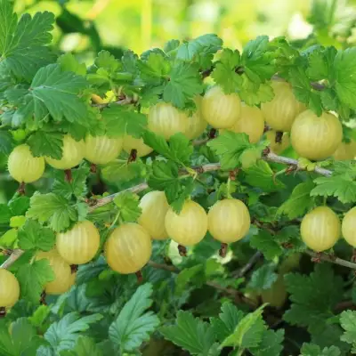 Крыжовник БЕРИЛЛ в Калинковичах