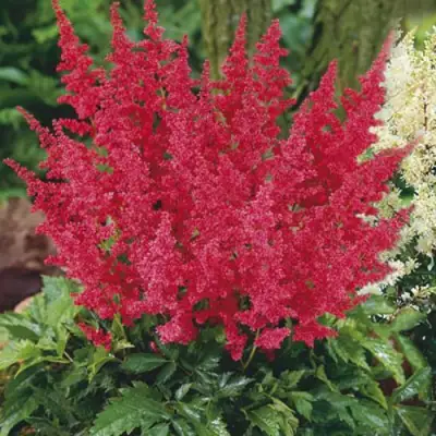 Астильба МОНТГОМЕРИ японская в Калинковичах