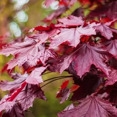 Клен РОЯЛ РЕД остролистный в Калинковичах