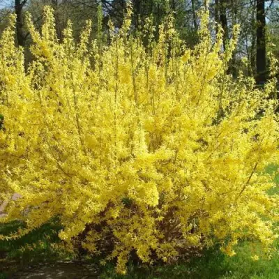 Форзиция ФОРЧУНА в Калинковичах