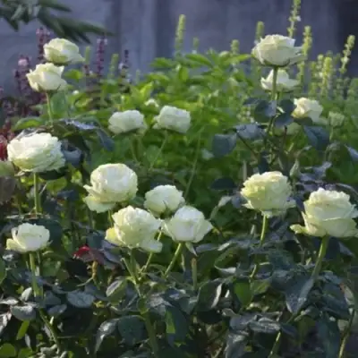 Роза ВАКАНА японская в Калинковичах