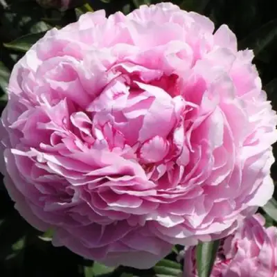 Пион ША-ЛА травянистый в Калинковичах