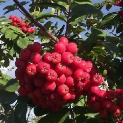 Рябина МОРАВСКАЯ сладкоплодная в Калинковичах