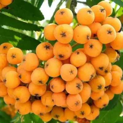 Рябина НЕВЕЖИНСКАЯ ЖЕЛТАЯ сладкоплодная в Калинковичах