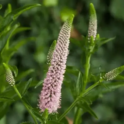 Вероника ФЕСТ ЧОЙС длиннолистная в Калинковичах