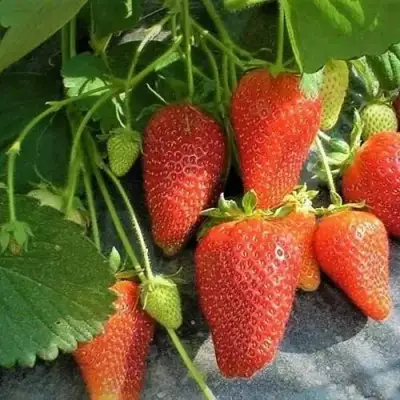 саженцы клубники Роксана