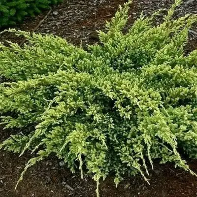 Можжевельник ДРИМ ДЖОЙ чешуйчатый в Калинковичах