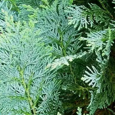 Кипарисовик КОЛУМНАРИС лавсона в Калинковичах