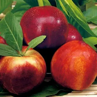 Нектарин СТАРК РЕД ГОЛД в Калинковичах