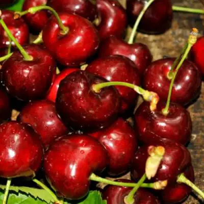 Черешня САММИТ в Калинковичах