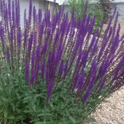 Шалфей КАРАДОНА в Калинковичах