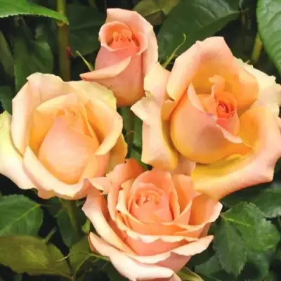 Роза ВЕРСИЛИЯ чайно-гибридная в Калинковичах