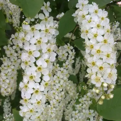 Черемуха САМОПЛОДНАЯ в Калинковичах