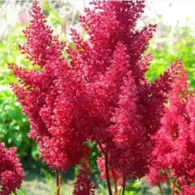 Астильба СКАЙСКРЕЙПЕР китайская в Калинковичах