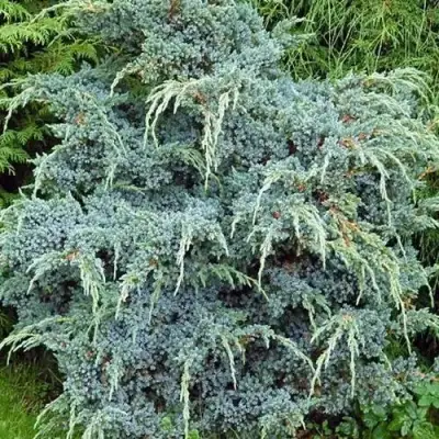 Можжевельник БЛЮ АЛЬПС китайский  в Калинковичах