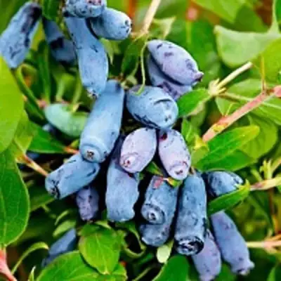 Жимолость съедобная БАКЧАРСКИЙ ВЕЛИКАН в Калинковичах