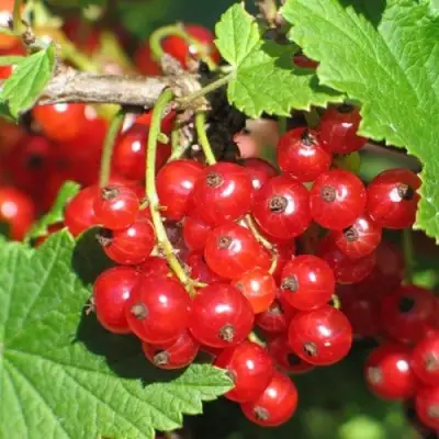 Смородина красная РАЧКОВСКАЯ в Калинковичах