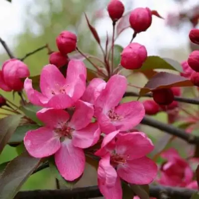 Яблоня РУДОЛЬФ декоративная  в Калинковичах