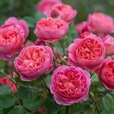 Роза БЕНДЖАМИН БРИТТЕН шраб в Калинковичах