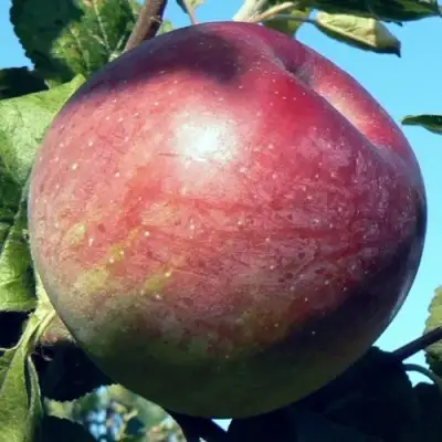 Яблоня АЛЕСЯ в Калинковичах