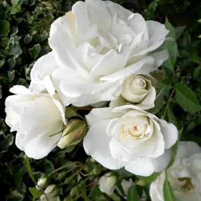 Роза АЙСБЕРГ флорибунда в Калинковичах