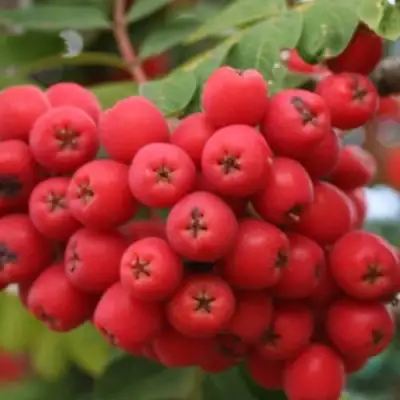 Рябина АЛАЯ КРУПНАЯ сладкоплодная в Калинковичах