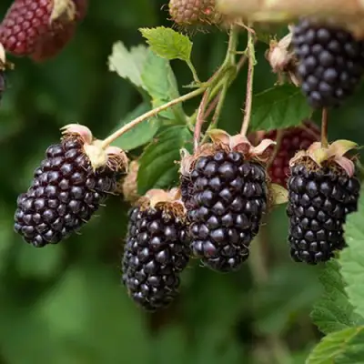 Ежемалина БОЙСЕНБЕРРИ в Калинковичах