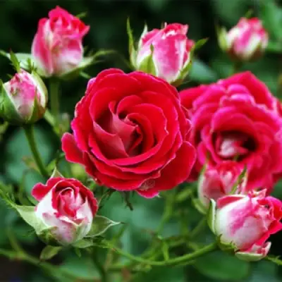 Роза ШОНЕ КОБЛЕНЦЕРИН флорибунда в Калинковичах