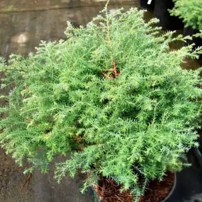 Кипарисовик СКВАРРОЗА горохоплодный в Калинковичах