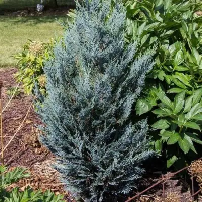 Кипарисовик ДАРТС БЛЮ РИББОН лавсона в Калинковичах