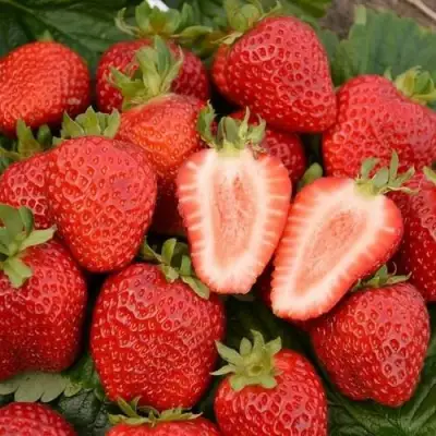 Клубника ФЛОРЕНС в Калинковичах