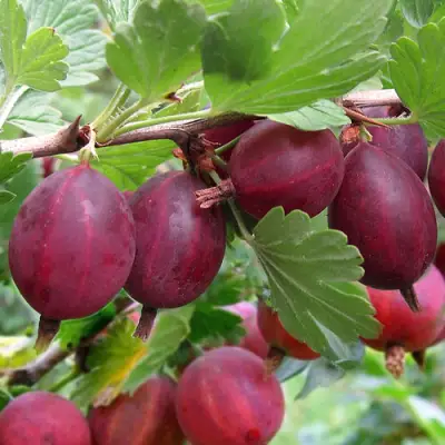 Крыжовник ХИННОМАКИ РОТ в Калинковичах