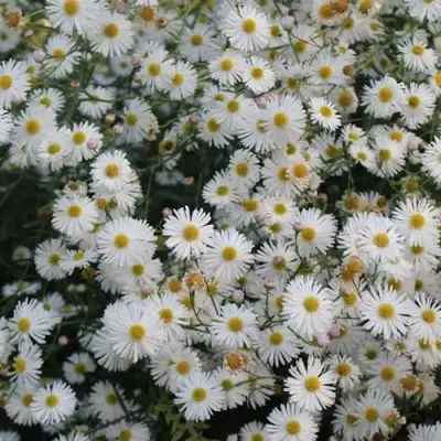 Болтония СНОУБЭНК в Калинковичах