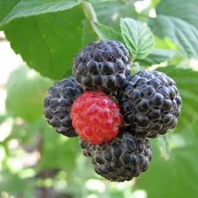 Малина КУМБЕРЛЕНД в Калинковичах