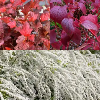 Комплект ЖИВАЯ ИЗГОРОДЬ в Калинковичах