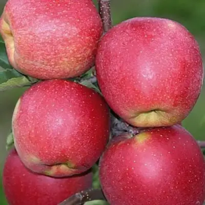 Яблоня ЧЕМПИОН в Калинковичах