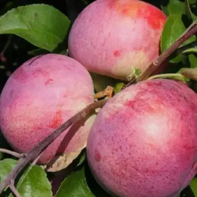 Яблоня БЕЛОРУССКОЕ МАЛИНОВОЕ в Калинковичах