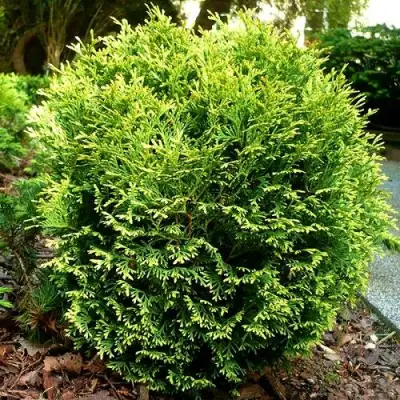 Туя ВОТЕРФИЛД западная в Калинковичах