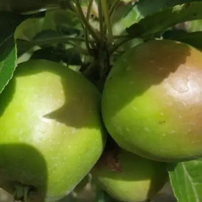 Яблоня ПАМЯТЬ СИКОРЫ в Калинковичах