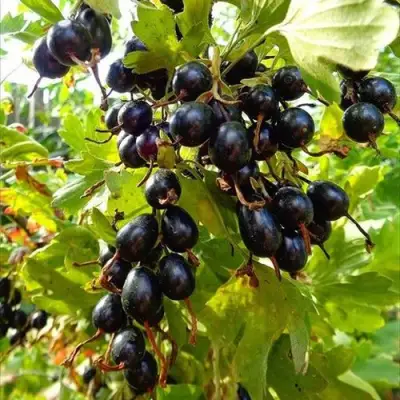 Смородина золотистая ОВАЛЬНАЯ в Калинковичах