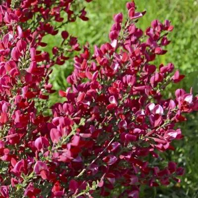 Ракитник БОСКОП РУБИ  в Калинковичах