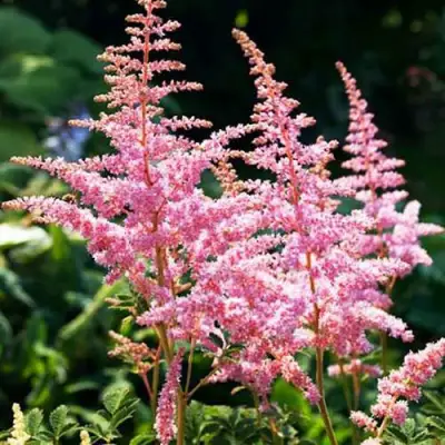 Астильба ЭДЕНС ОДИССЕЙ Арендса в Калинковичах