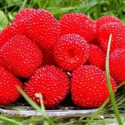 Малина ТИБЕТСКАЯ (РОЗОЛИСТНАЯ) в Калинковичах