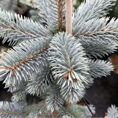 Ель РОЯЛ БЛЮ колючая  в Калинковичах