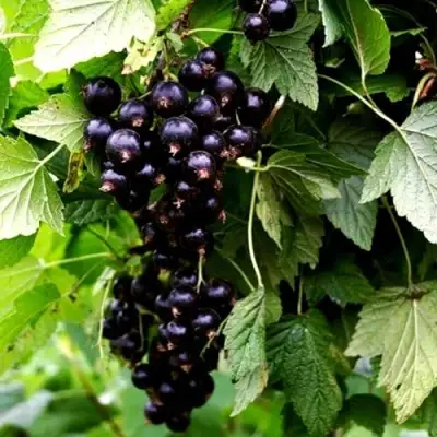 Смородина чёрная БЕЛОРУССКАЯ СЛАДКАЯ в Калинковичах