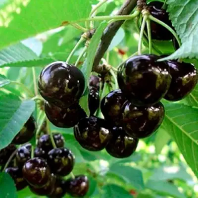 Черешня МУСКАТНАЯ в Калинковичах